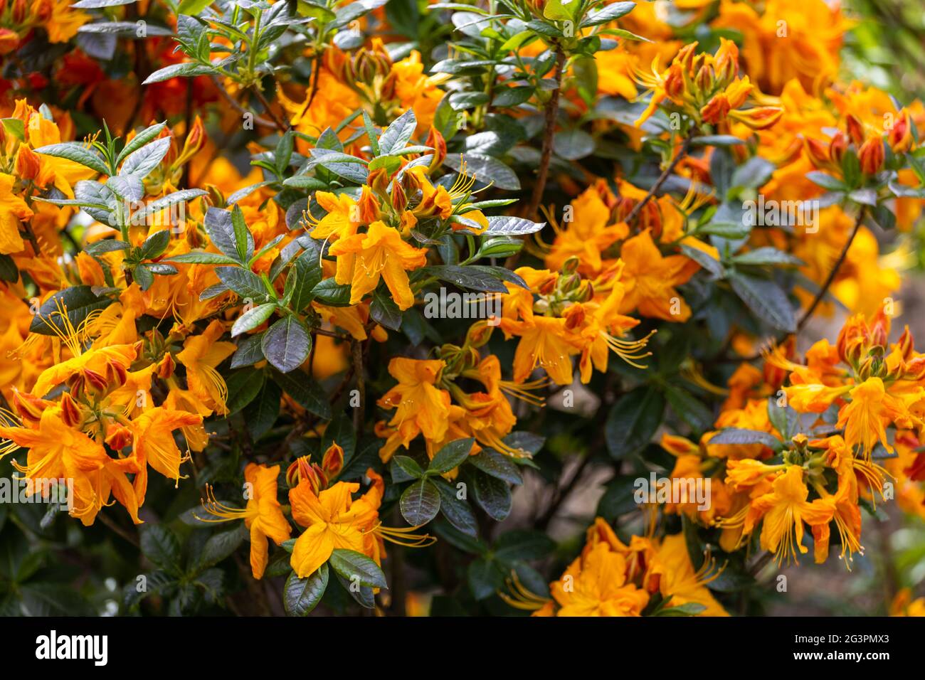 Flores de Azalea. Enana Hermosa planta de flores. Fotografías de alta  calidad Fotografía de stock - Alamy