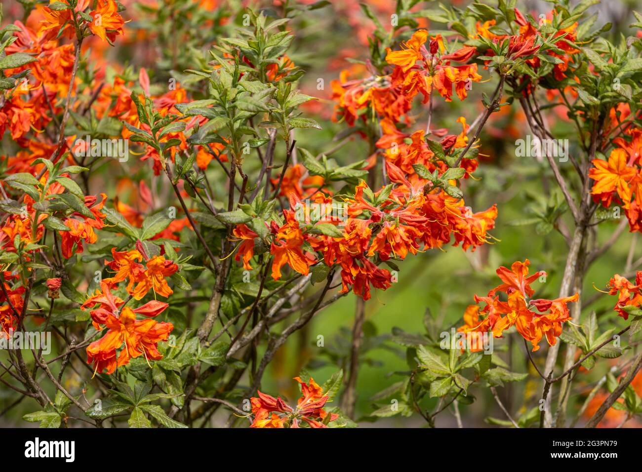 Flores de Azalea. Enana Hermosa planta de flores. Fotografías de alta  calidad Fotografía de stock - Alamy