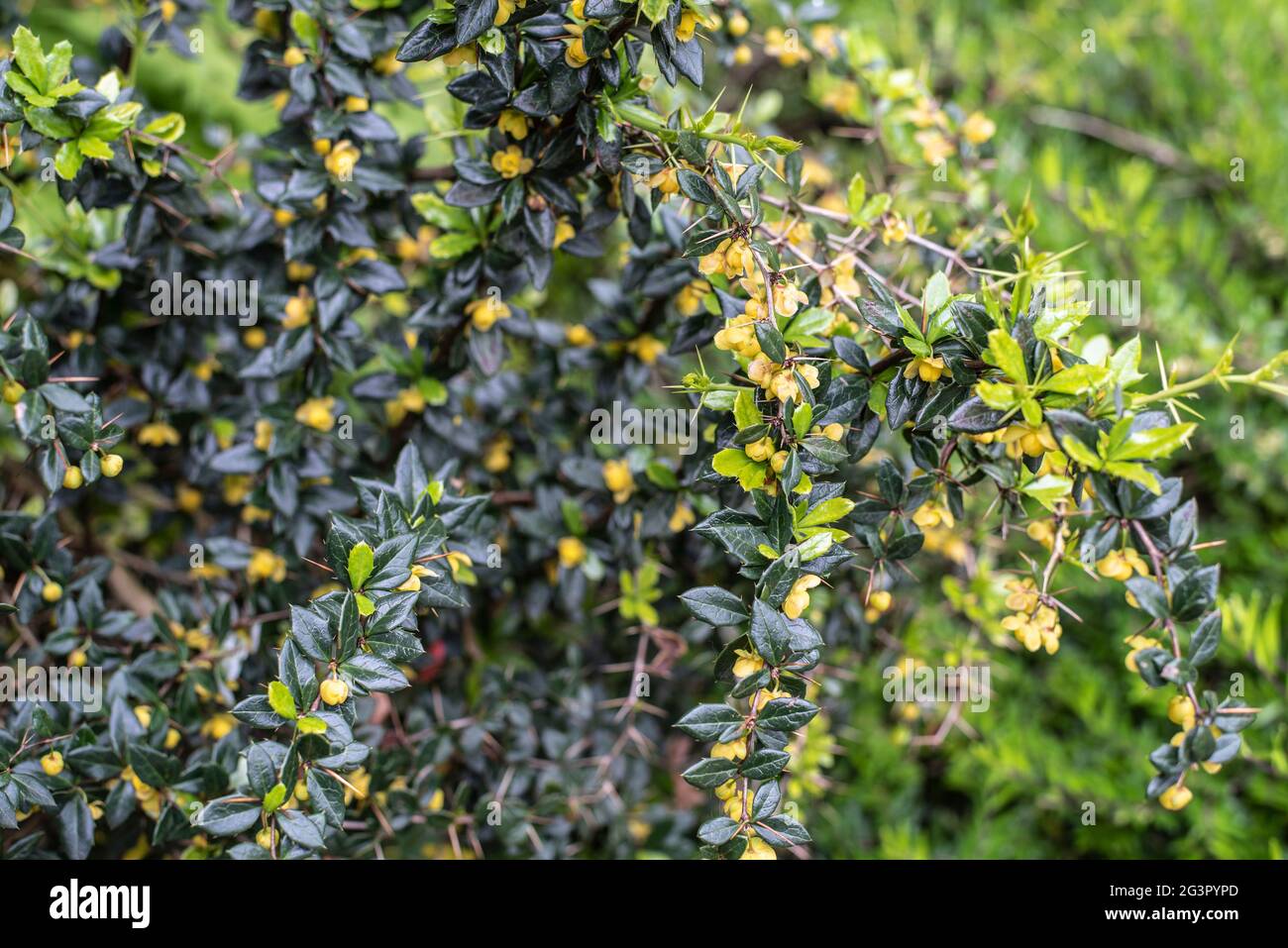 flores amarillas y hojas verdes frescas en el ramal espinoso de un barbero chino Foto de stock