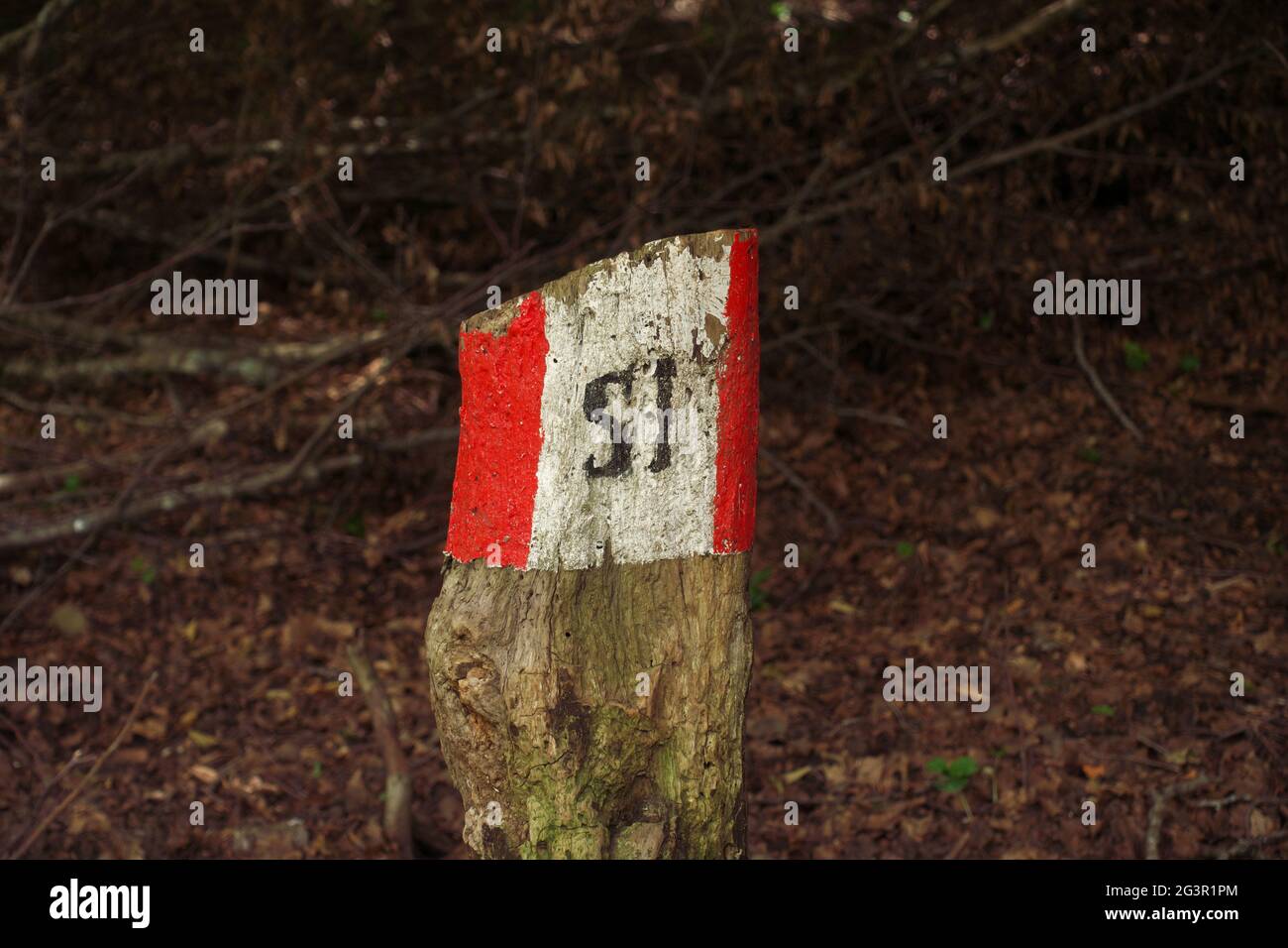 Actividad al aire libre en Sicilia marcador de rutas de senderismo en blanco y rojo en un tronco de la Reserva Natural de Nebrodi El texto 'SI' es el acrónimo de 'Sentiero Italia' Foto de stock