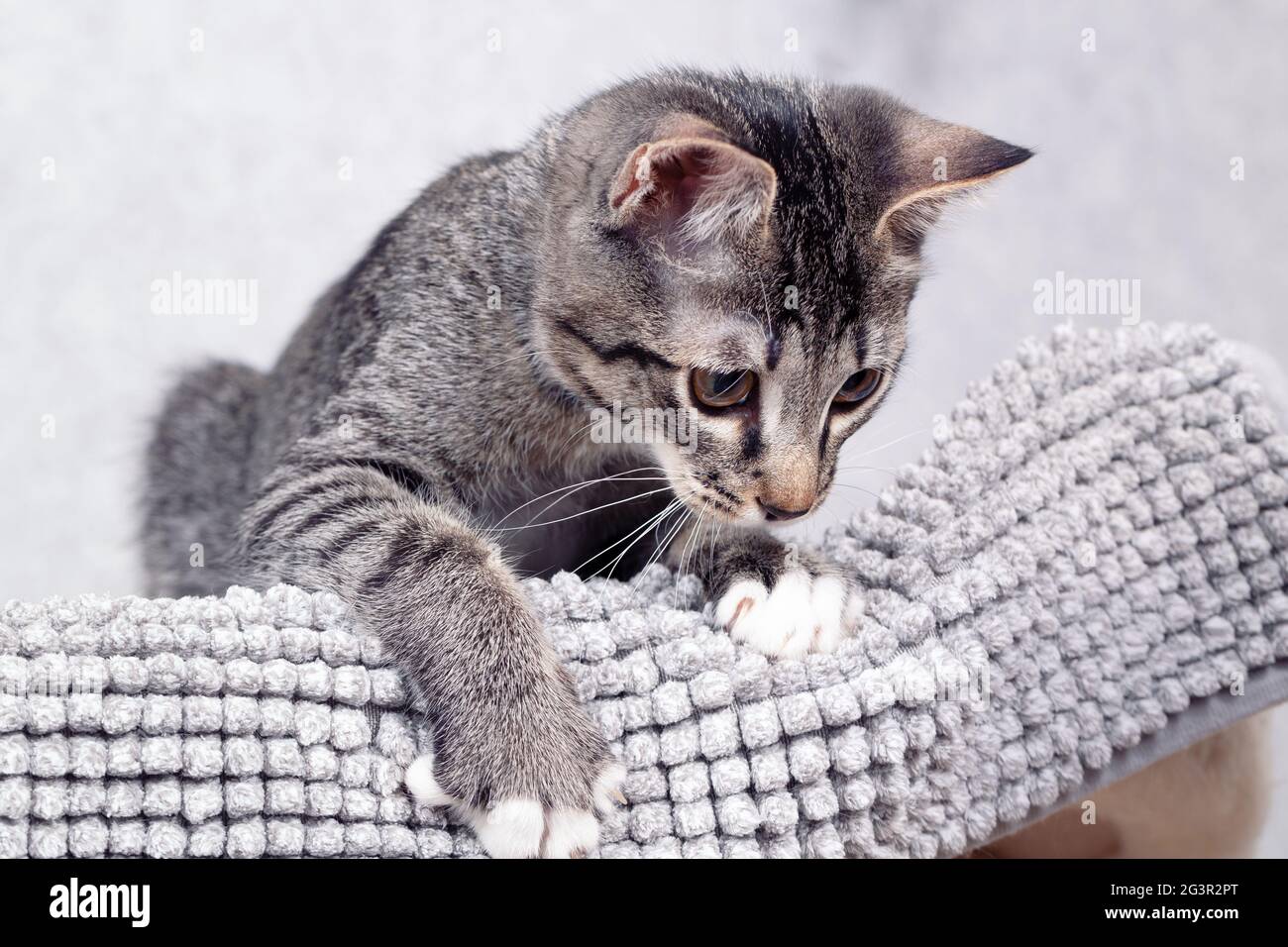 Un gatito de grey a rayas se encuentra en casa sobre una estera gris. Primer plano, enfoque selectivo Foto de stock