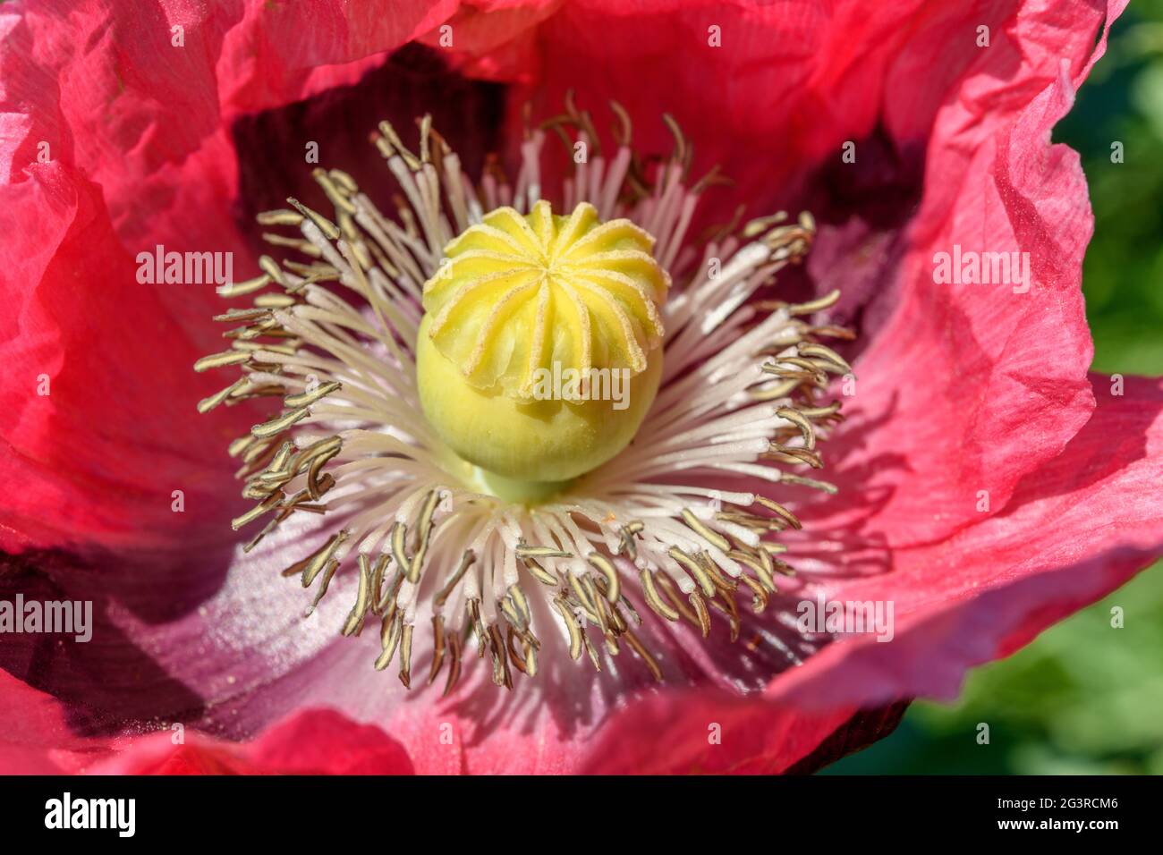 Flor de amapola rosa en el campo salvaje. Europa. Foto de stock