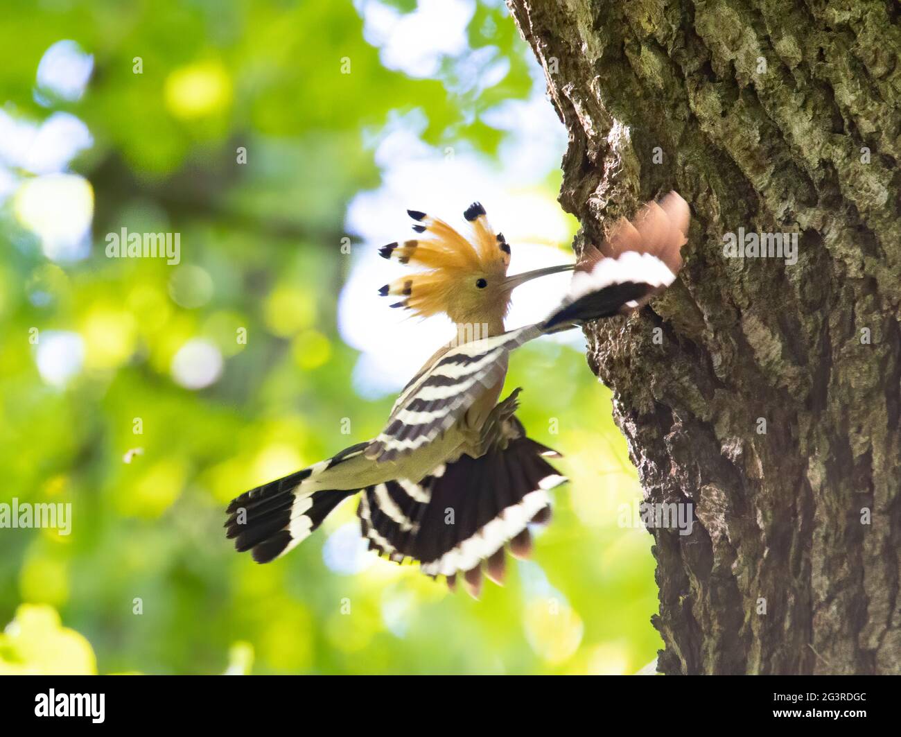 La hermosa Hoopoe lleva la comida al nido femenino, la mejor foto. Foto de stock