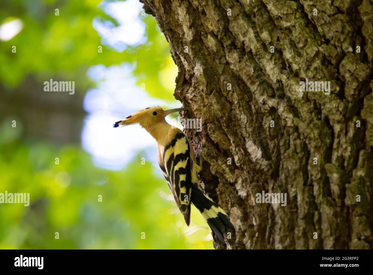 La hermosa Hoopoe lleva la comida al nido femenino, la mejor foto. Foto de stock