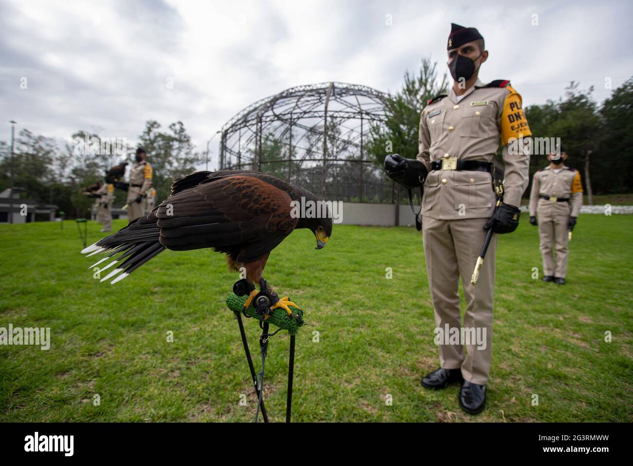 CIUDAD DE MÉXICO, MÉXICO - JUNIO 17: Cadete del Ejército Mexicano, realiza  un entrenamiento del Águila Real (Símbolo Nacional ) antes de un evento  cívico militar, durante la rehabilitación y protección de