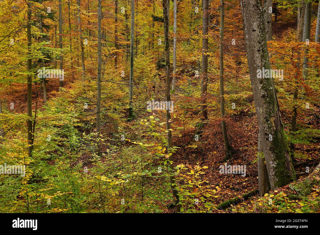 Bosque caducifolio de hoja ancha fotografías e imágenes de alta