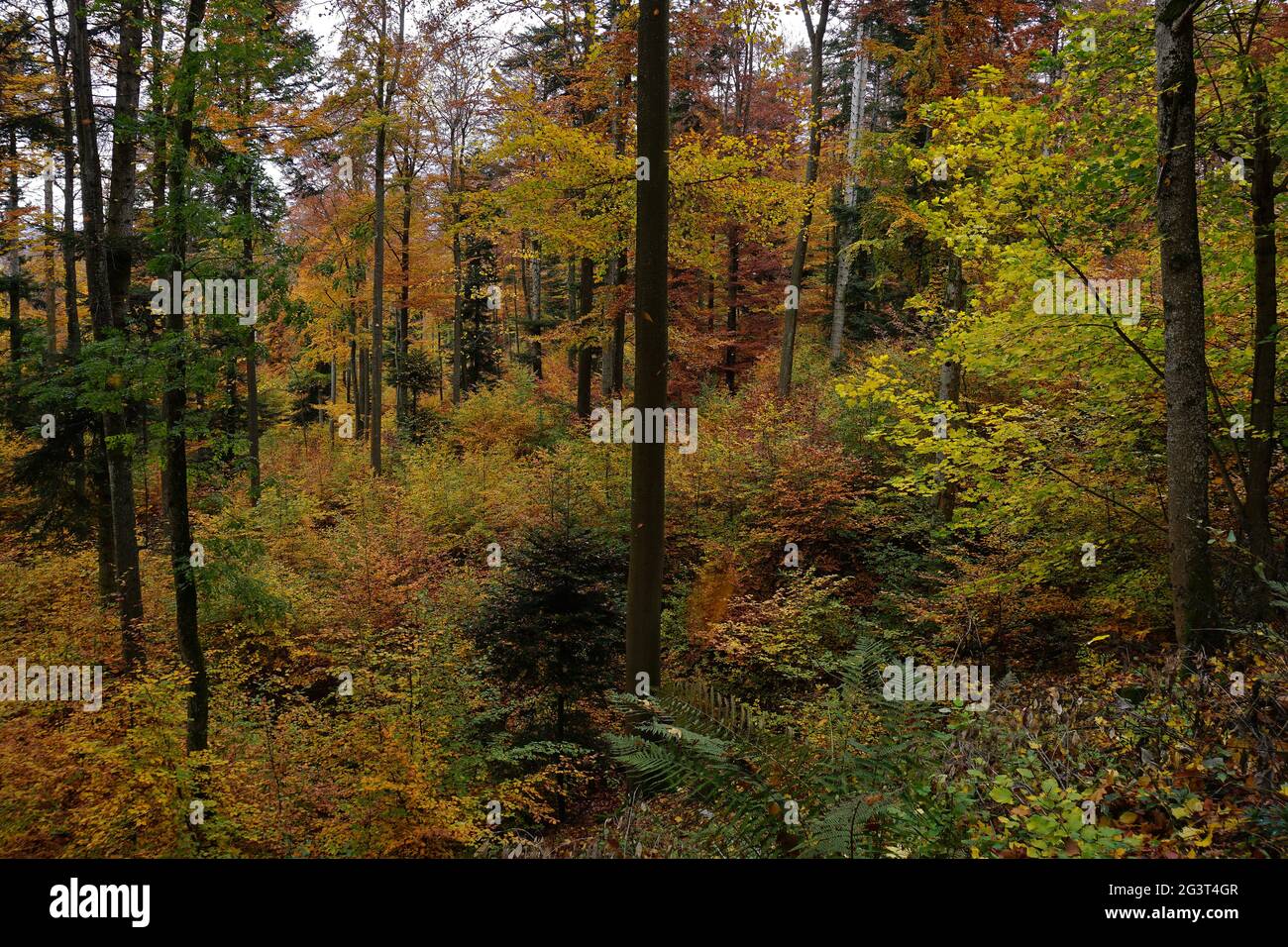 Bosque de hoja ancha fotografías e imágenes de alta resolución Alamy