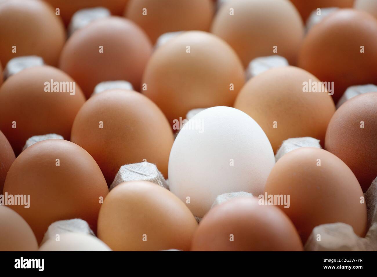 Un huevo de pollo blanco entre muchos huevos amarillos se encuentra en una caja de cartón. Foto de stock