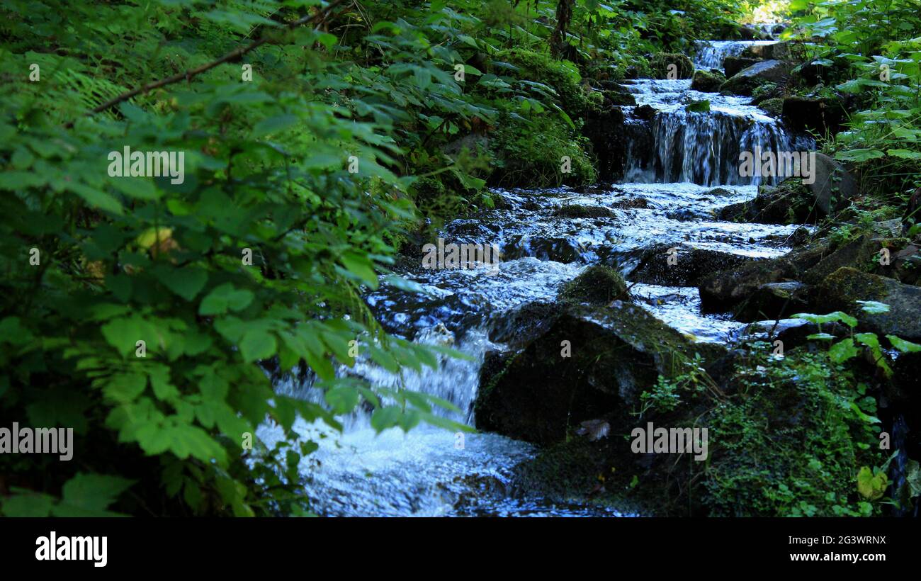 Cascadas en la montaña Rivulet en Un pequeño río Bosque Foto de stock