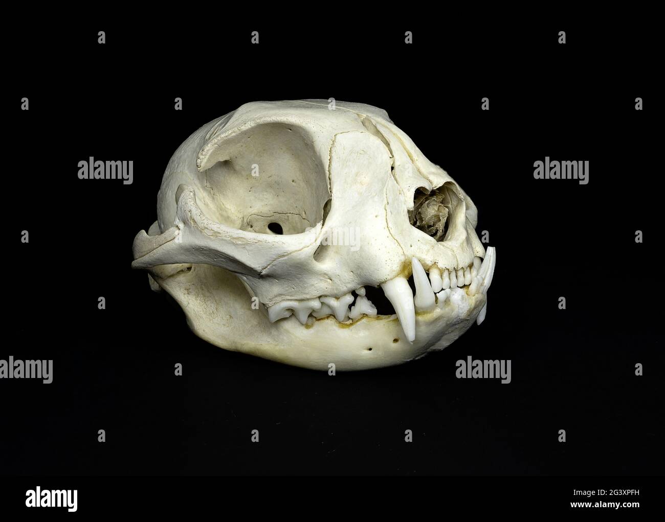 Cráneo aislado de un felino, un gato doméstico, totalmente carnal sobre un  fondo negro Fotografía de stock - Alamy