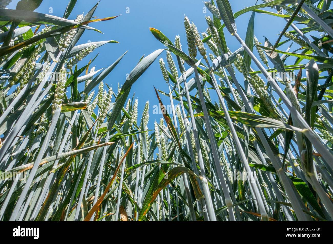 cosecha de trigo Foto de stock