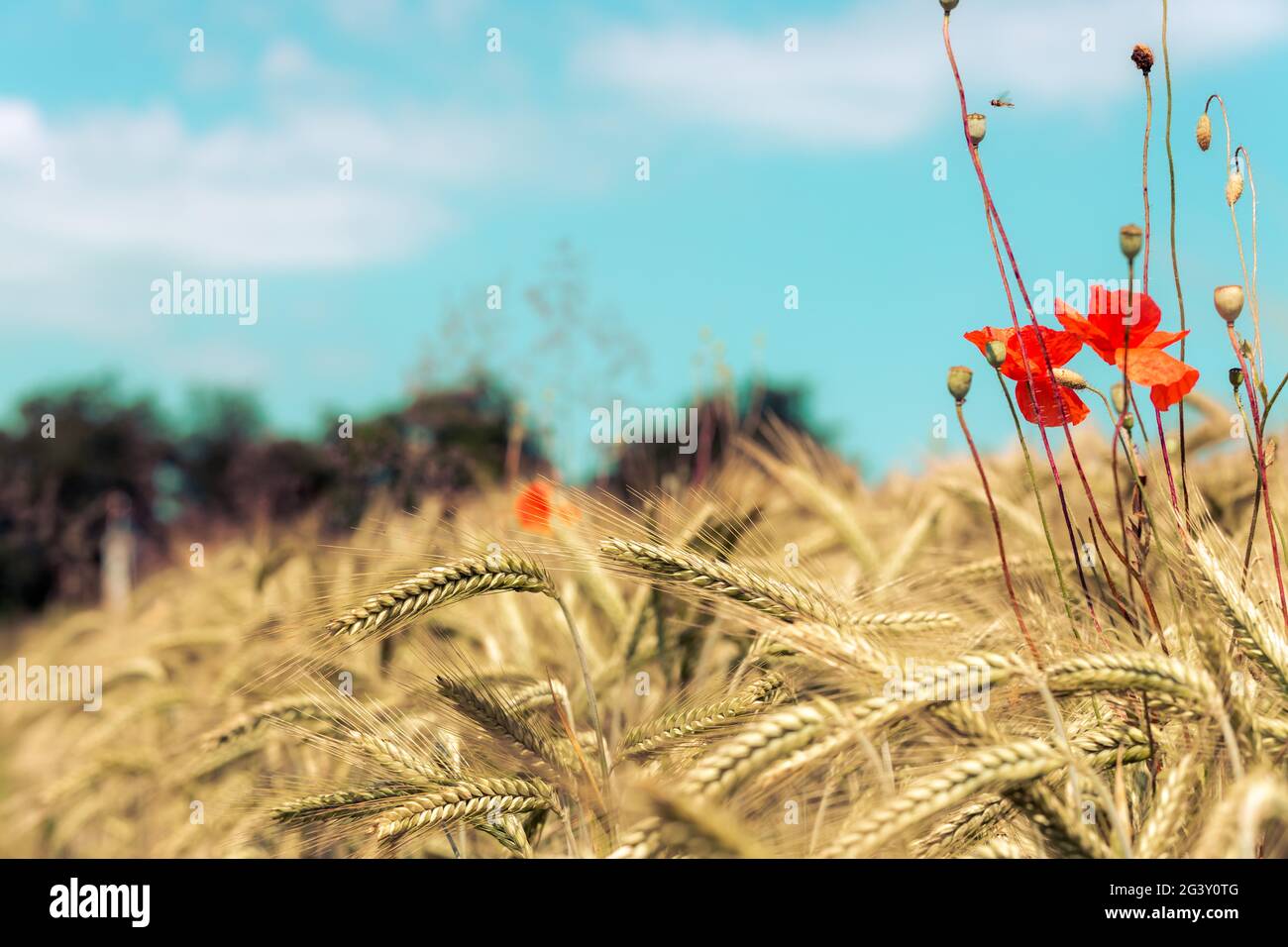 Campo agrícola: Mazorcas maduras de trigo y semillas de adormidera roja, cosecha Foto de stock