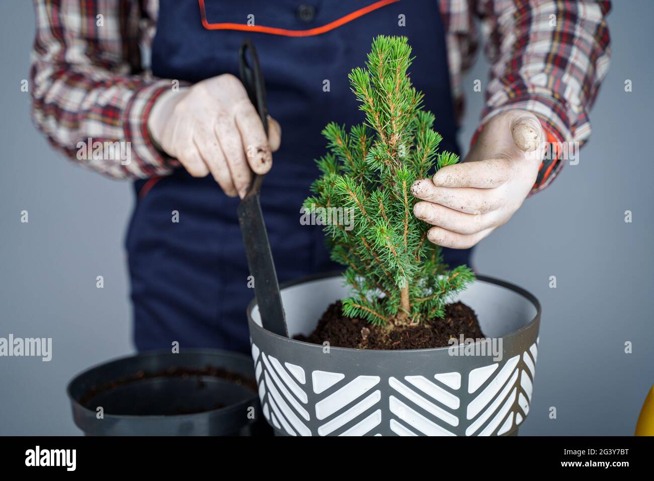 Las manos del jardinero masculino trasplantan el pequeño abeto en una olla nueva en el estudio sobre fondo gris. Jardinería y cuidado de plantas domésticas Foto de stock