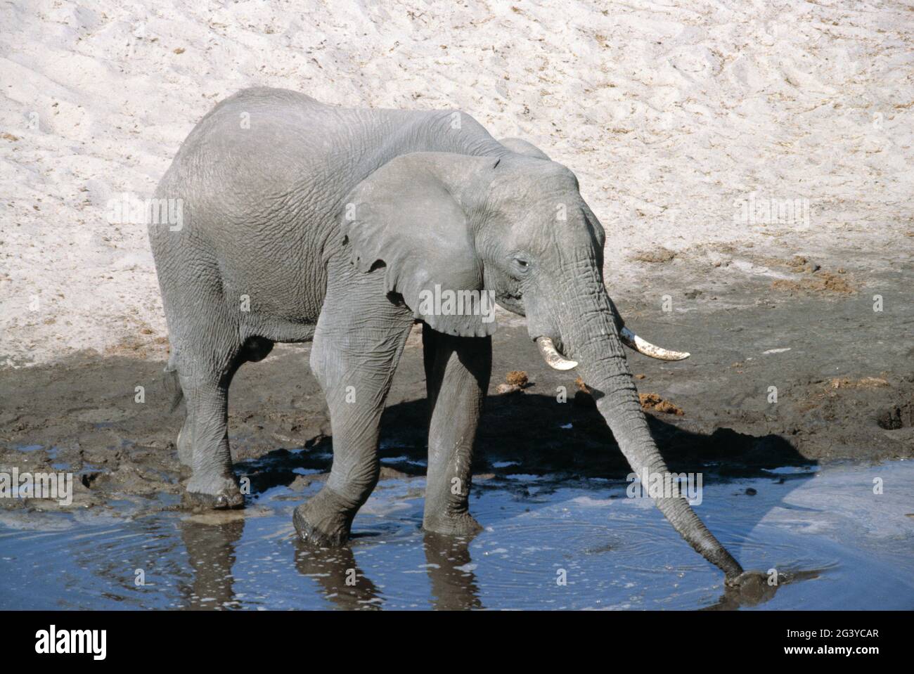 Botsuana. Parque Nacional de Chobe. Vida salvaje. Elefante bebiendo en el pozo de agua. Foto de stock