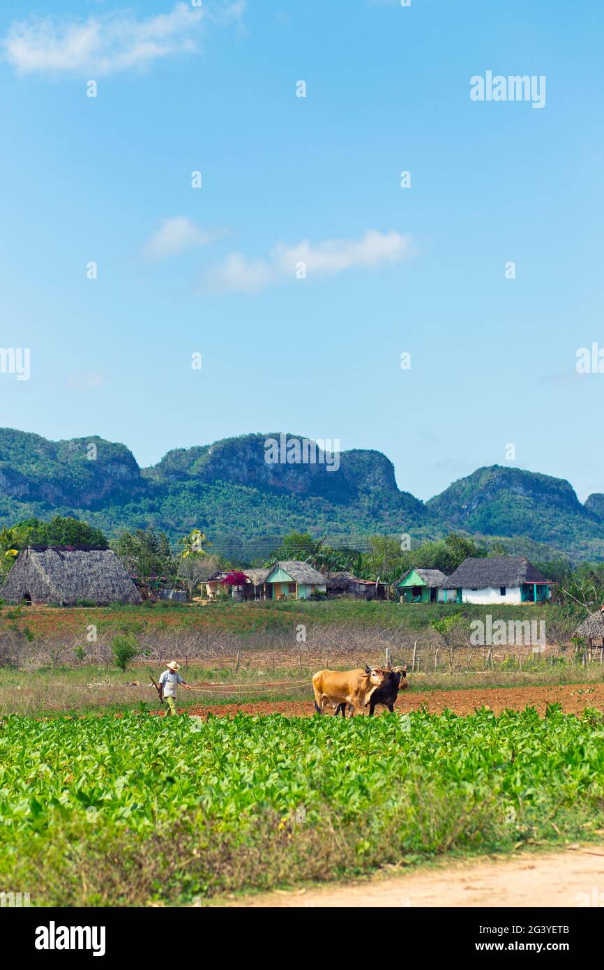 Agricultor y vaca trabajando en un campo de cultivo en el Valle de Viñales, Cuba Foto de stock