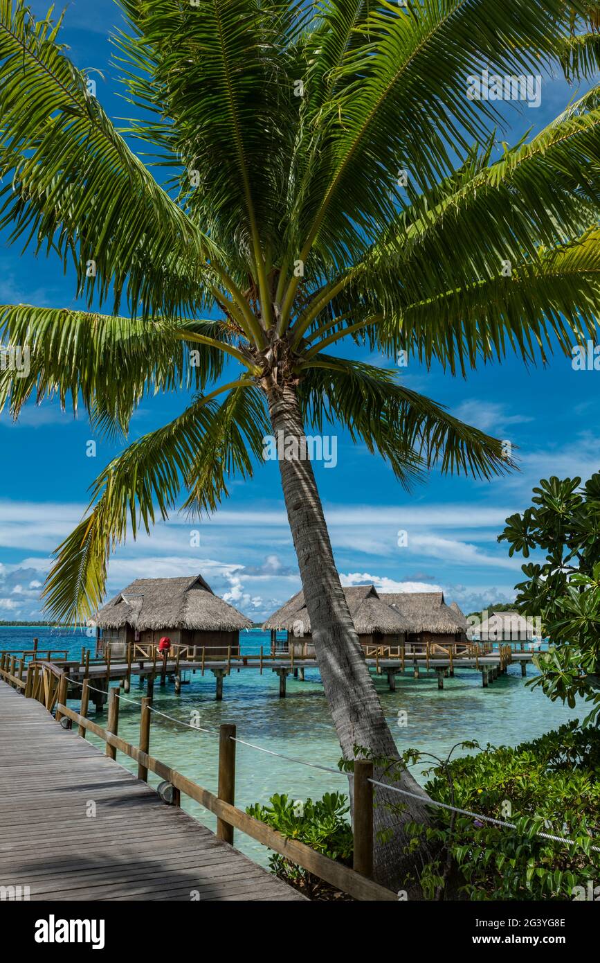 Bungalows sobre el agua y la palma de coco en el Sofitel Bora Bora Private Island Resort, Bora Bora, Islas Leeward, Polinesia Francesa, Pacífico Sur Foto de stock