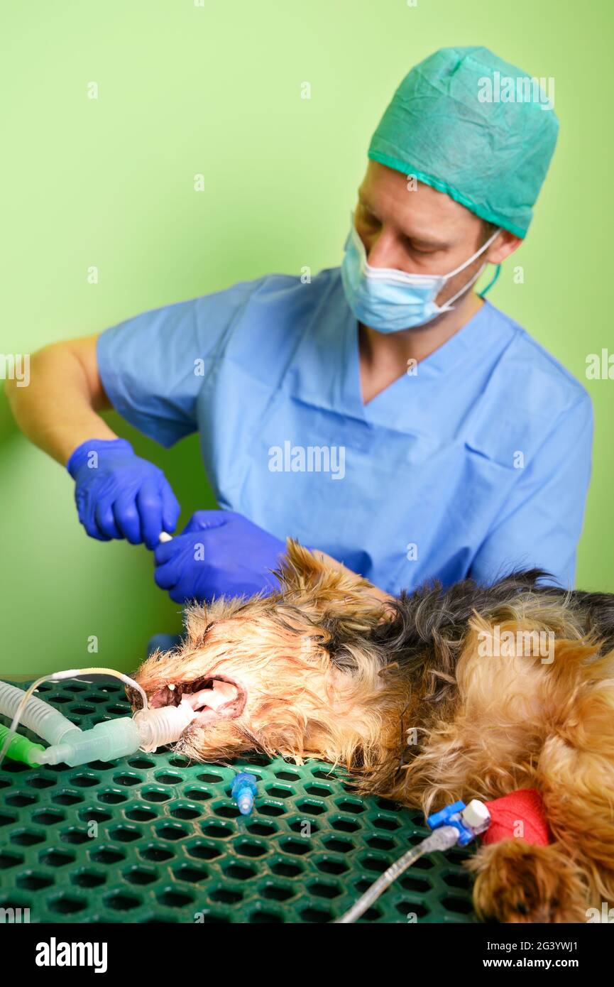 Odontología veterinaria. El veterinario del cirujano dentista trata y quita el tartar de los dientes de un perro bajo anestesia en el ope Foto de stock