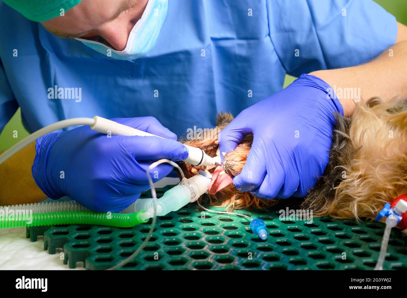Odontología veterinaria. El veterinario del cirujano dentista trata y quita el tartar de los dientes de un perro bajo anestesia en el ope Foto de stock