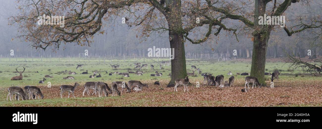 Ciervos en un parque salvaje Foto de stock