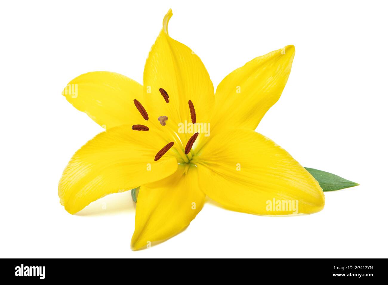 Flor de lirio amarillo Imágenes recortadas de stock - Alamy