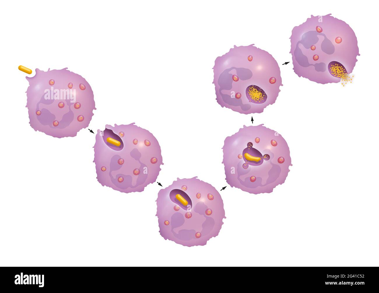 Proceso de fagocitosis por neutrófilos Foto de stock