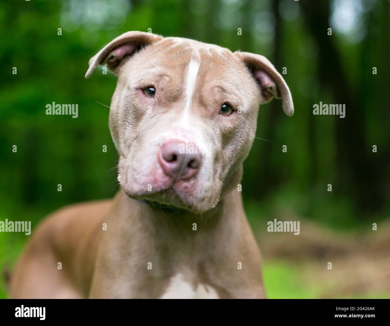 Un lindo Pit Bull Terrier x Shar Pei perro de raza mixta escuchando con una inclinación de la cabeza Foto de stock