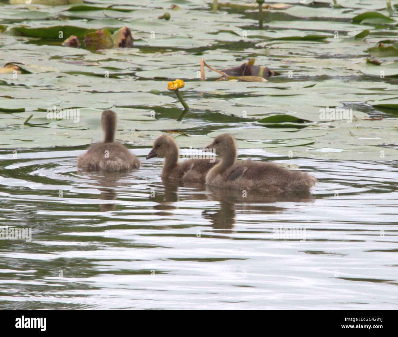 Goslings de Graylag nadando entre las almohadillas de lirio Foto de stock