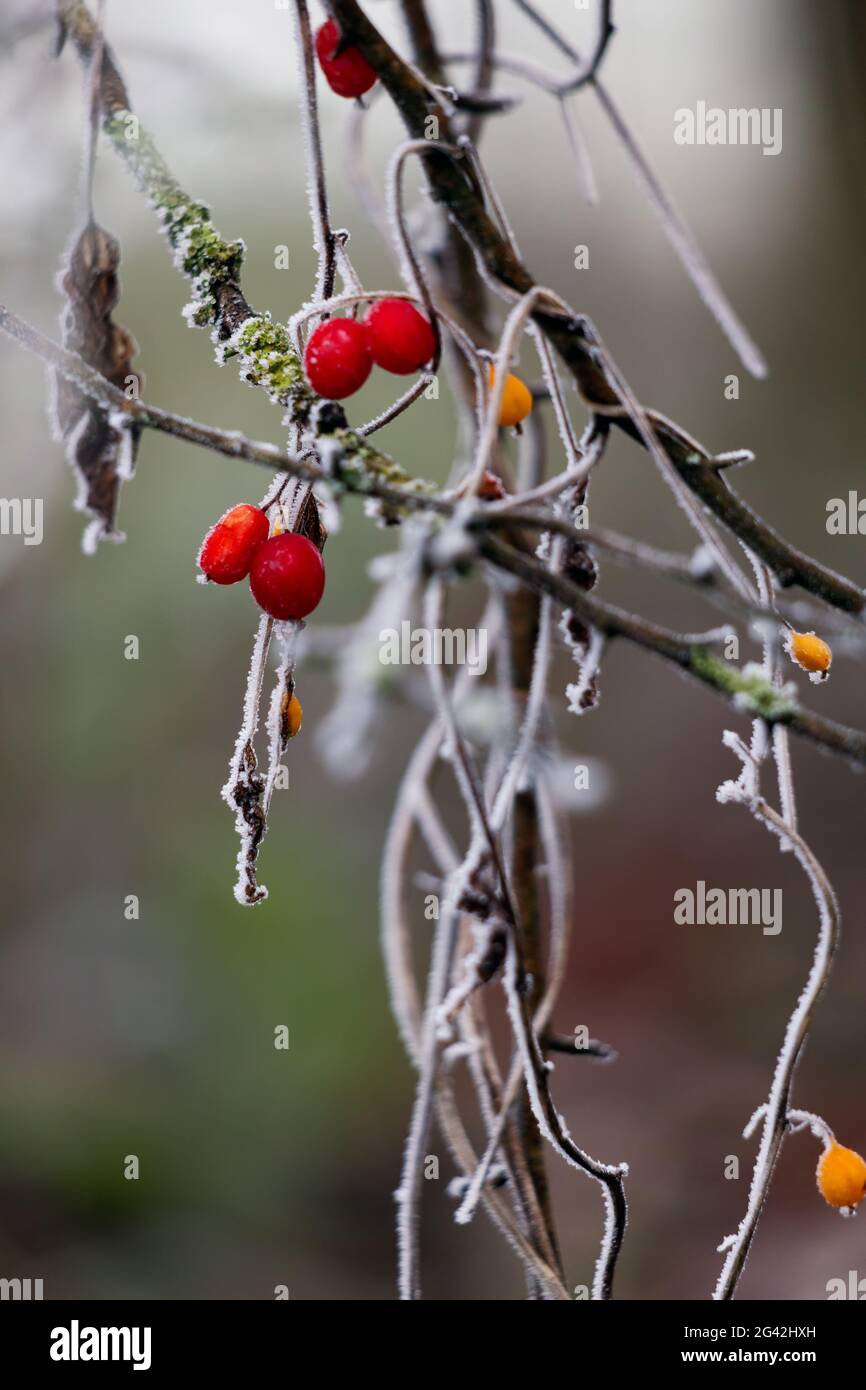 Bayas rojas silvestres cubiertas con escarcha de hoar en un frío día de los inviernos Foto de stock