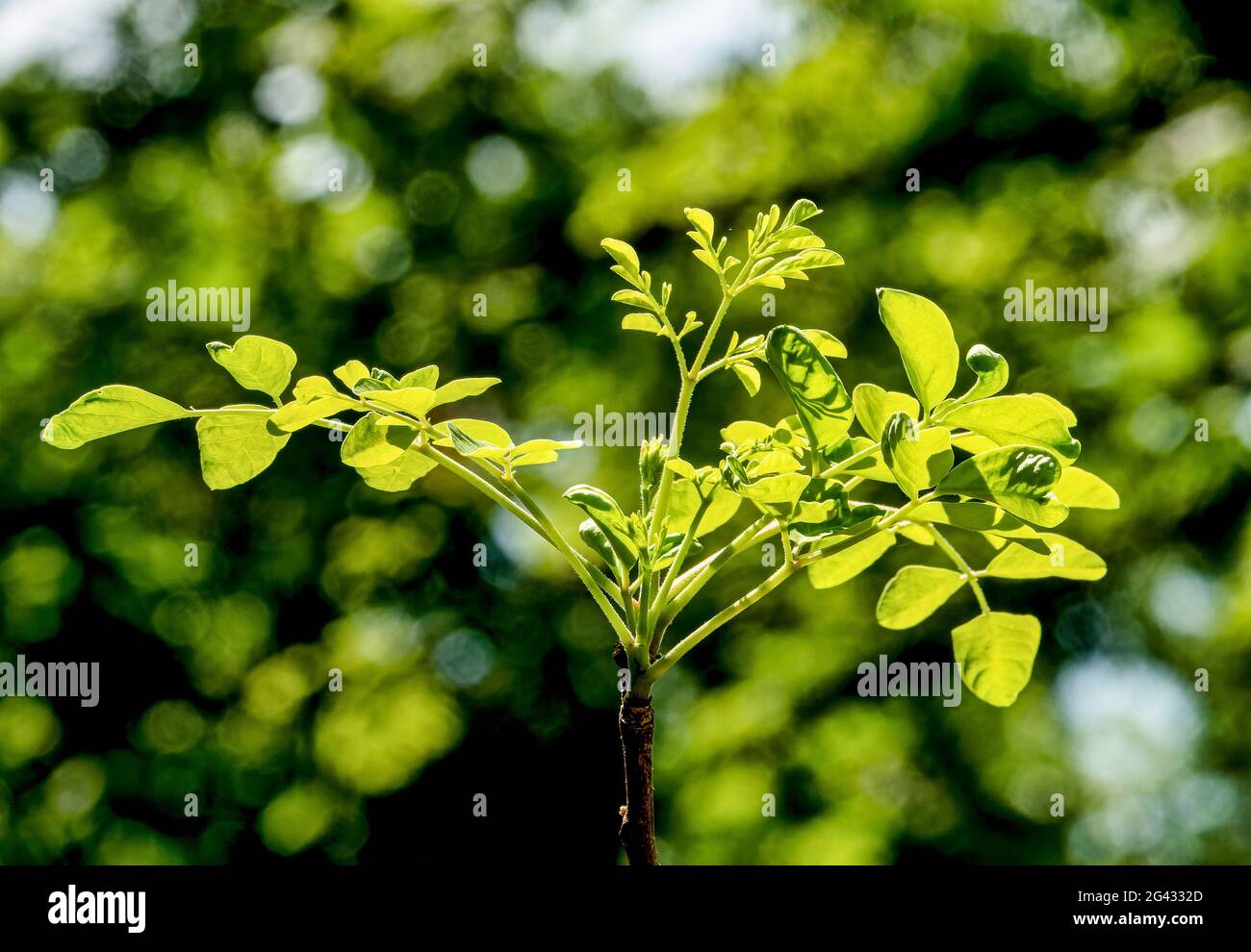 Disparar creciendo fuera de la extremidad de la planta leñosa tropical Foto de stock