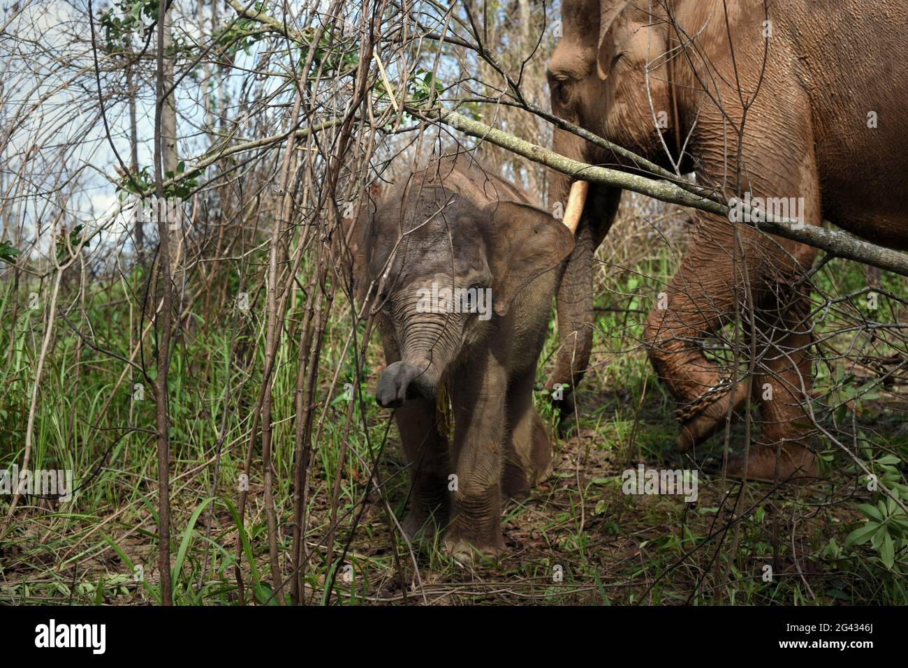 Un elefante y un ternero en los arbustos, antes de un paseo de regreso al centro de elefantes en el Parque Nacional de Way Kambas, Indonesia. Foto de stock
