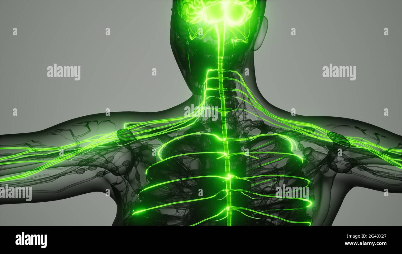 Sistema Nervioso Central Humano Grafico Fotografías E Imágenes De Alta Resolución Alamy 9401