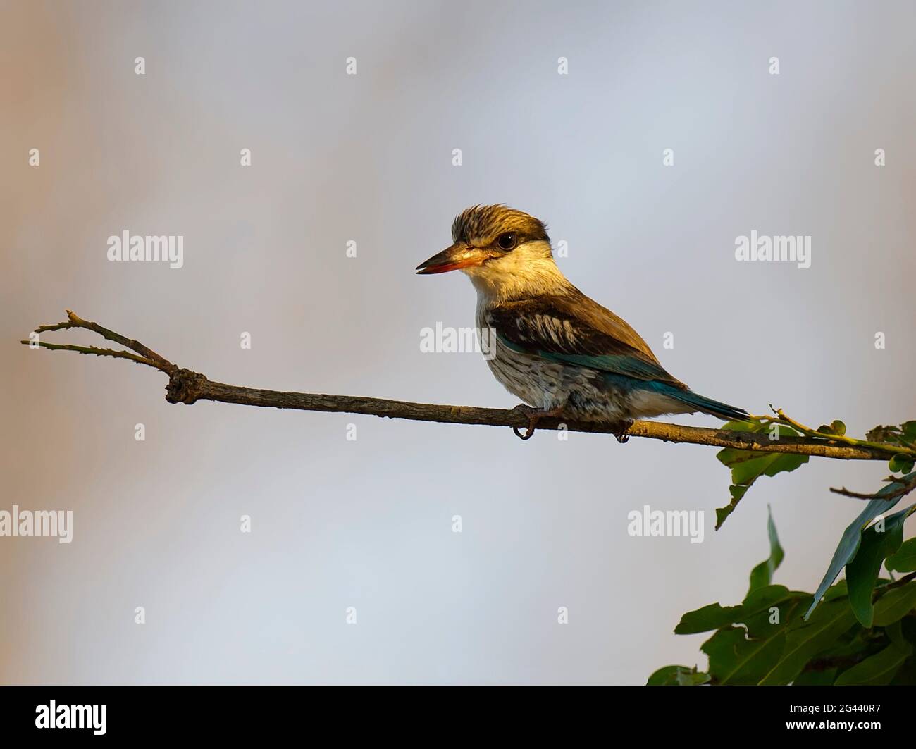 Un joven marron-encapuchado kingfisher en una rama, Sudáfrica Foto de stock