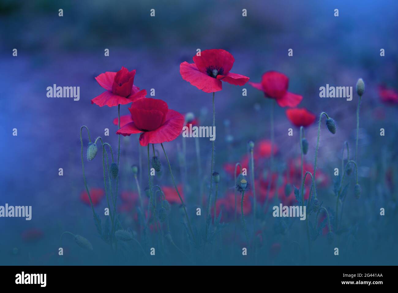 Hermosa naturaleza azul Background.Macro Foto de Amazing Magic Red Poppy Flowers.Border Arte Diseño. Foto de stock
