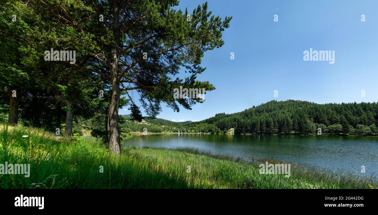Hierba verde y árbol en la orilla del lago, Saint-Martial, Rhone-Alpes, Francia Foto de stock