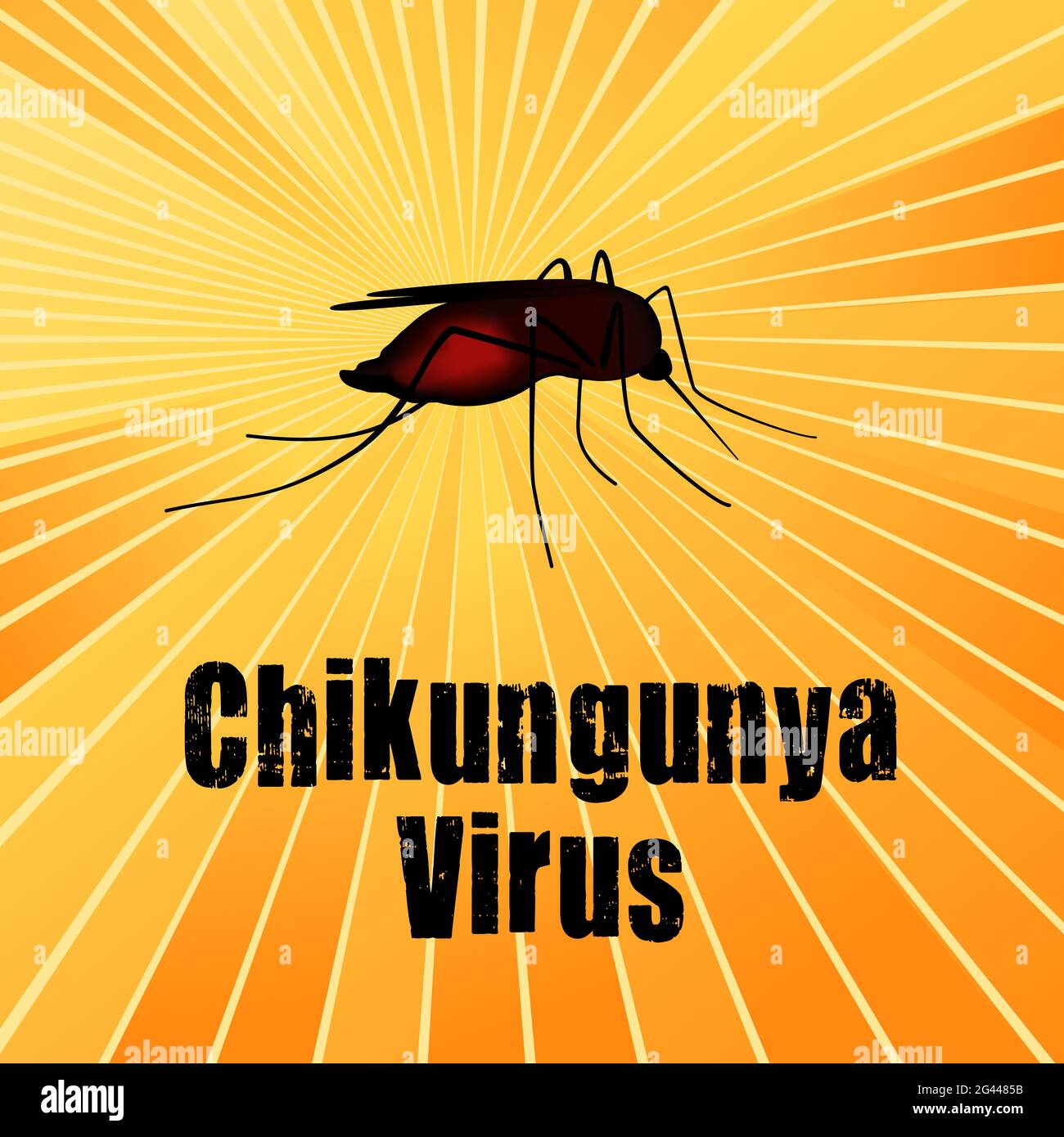 Virus Chikungunya, mosquito lleno de sangre, insecto mordedura, riesgo para la salud pública, vector de enfermedades infecciosas, fondo de rayos del sol Foto de stock