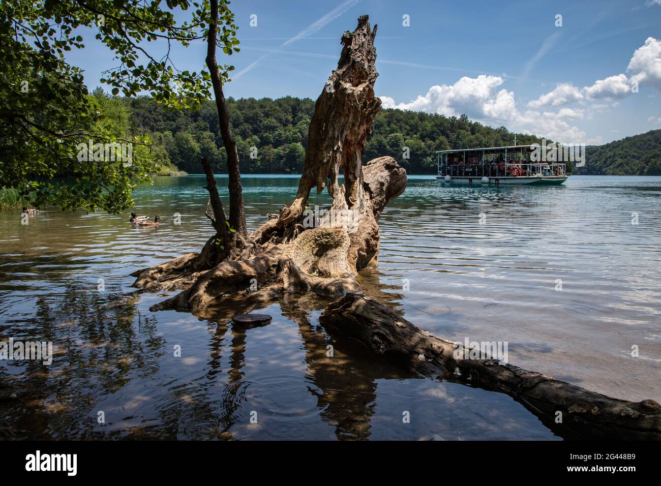 Tronco de árbol en el agua y barco de excursión con turistas, Parque Nacional de los Lagos de Plitvice, Lika-Senj, Croacia, Europa Foto de stock