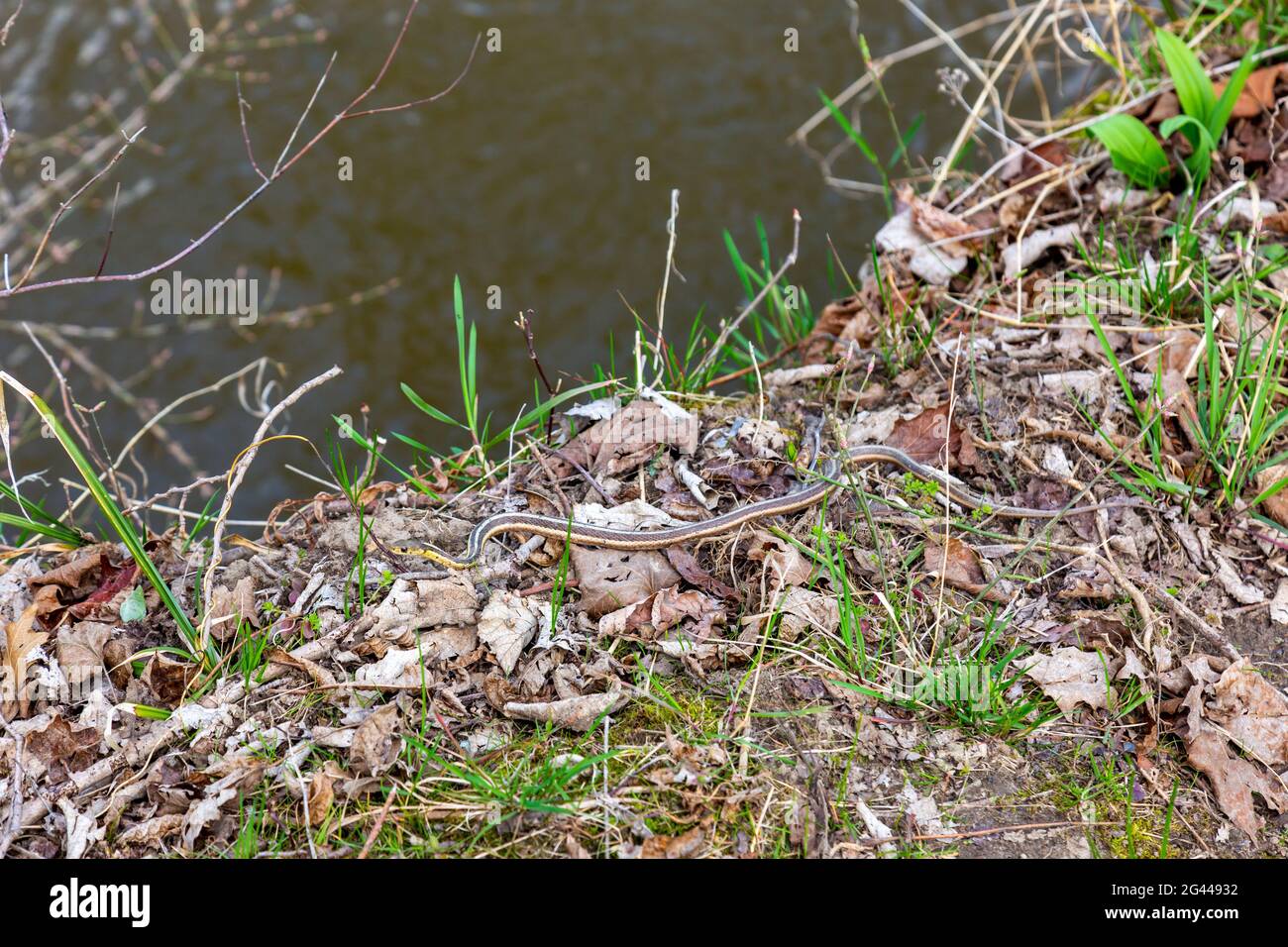 Una serpiente de trueque se desliza a lo largo de la orilla del río Cedar Creek en Metea County Park cerca de Fort Wayne, Indiana, Estados Unidos. Foto de stock
