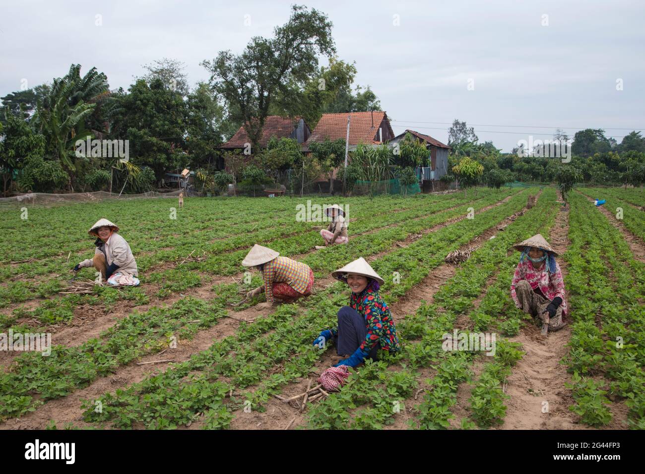 Las mujeres vietnamitas que usan sombreros cónicos trabajan en un campo de maní, My Luong Canal, Río Mekong, cerca de My an Hung, An Giang, Vietnam, Asia Foto de stock