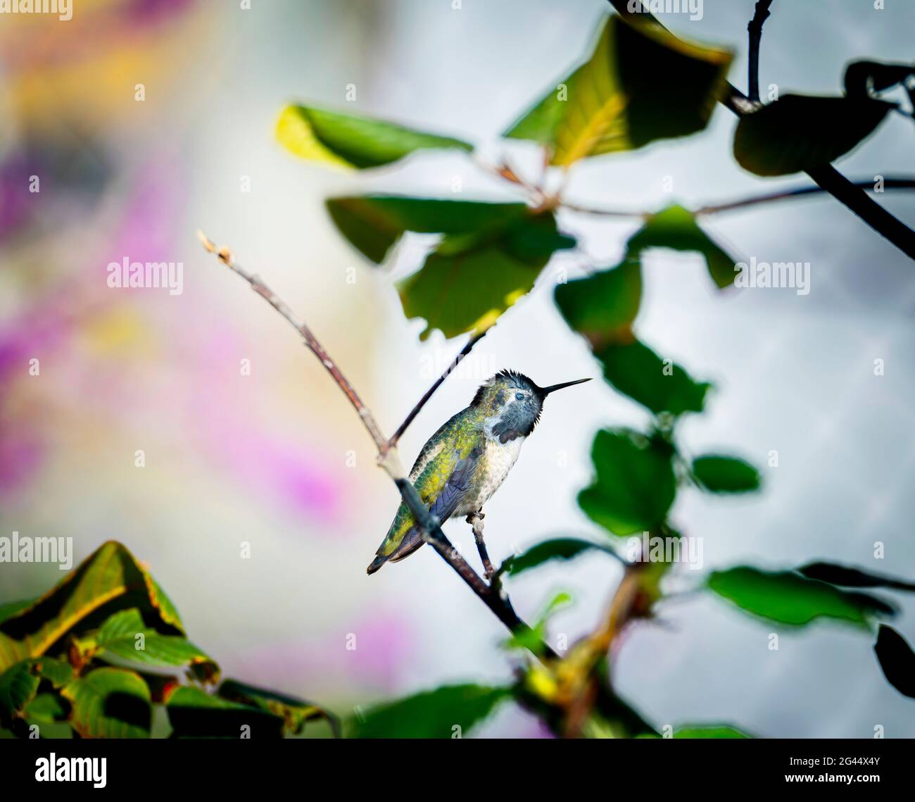 Hummingbird donde se posan sobre twig Foto de stock
