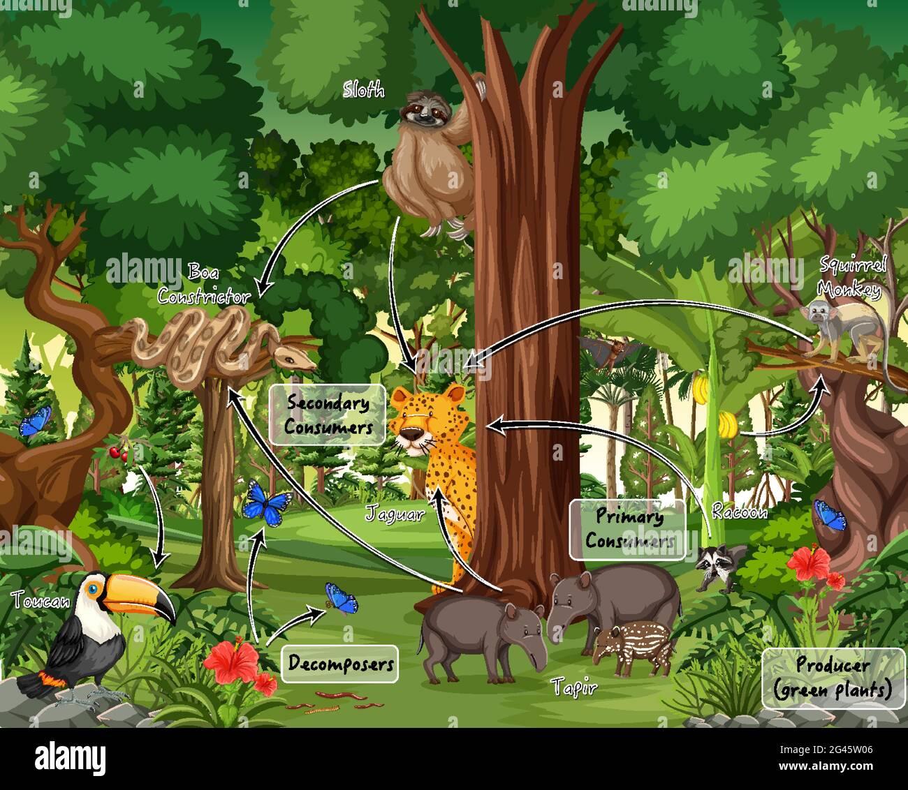 Diagrama que muestra la cadena alimentaria animal en la ilustración de  fondo del bosque Imagen Vector de stock - Alamy