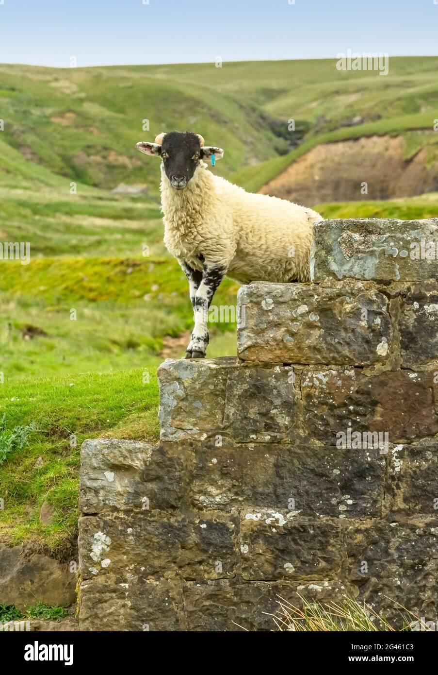 Retrato de un cordero bien cultivado de Swaledale que está a los pies de un puente de piedra cerca de la posada Tan Hill, Upper Swaledale, North Yorkshire. Mirando hacia delante Foto de stock