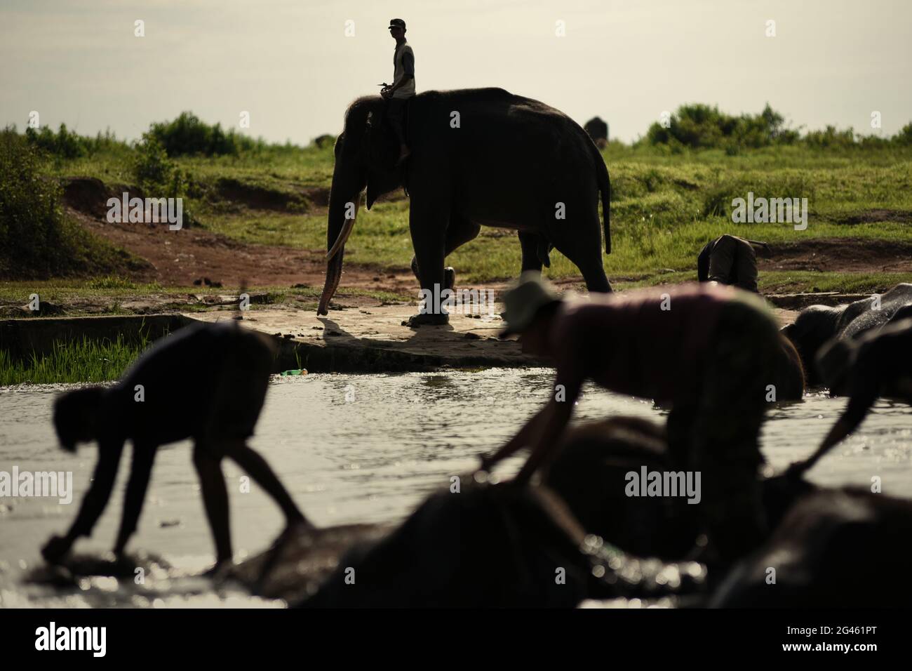 Mahouts bañando elefantes en el centro de rehabilitación de elefantes de Sumatra en el Parque Nacional Way Kambas, Indonesia. Foto de stock