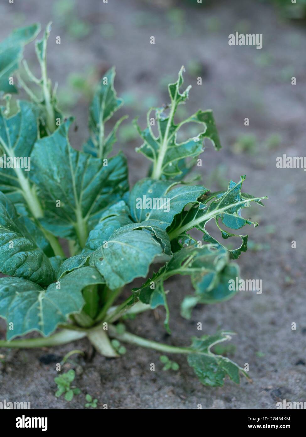 Tatsoi (Brassica narinosa) comido por babosas Foto de stock