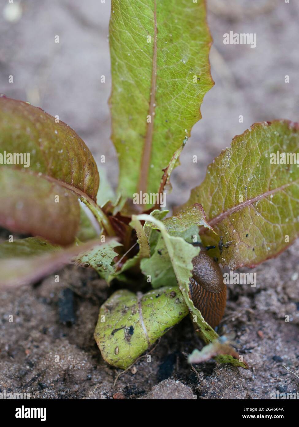 Slug español (Arion vulgaris) comiendo una planta de lechuga joven Foto de stock