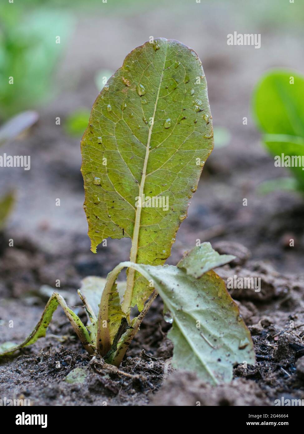 Planta de lechuga joven consumida por las babosas Foto de stock