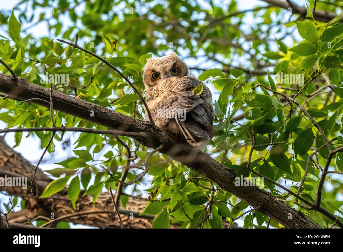 Western Screech Owl cerca de Mount Pleasant City, Utah Foto de stock