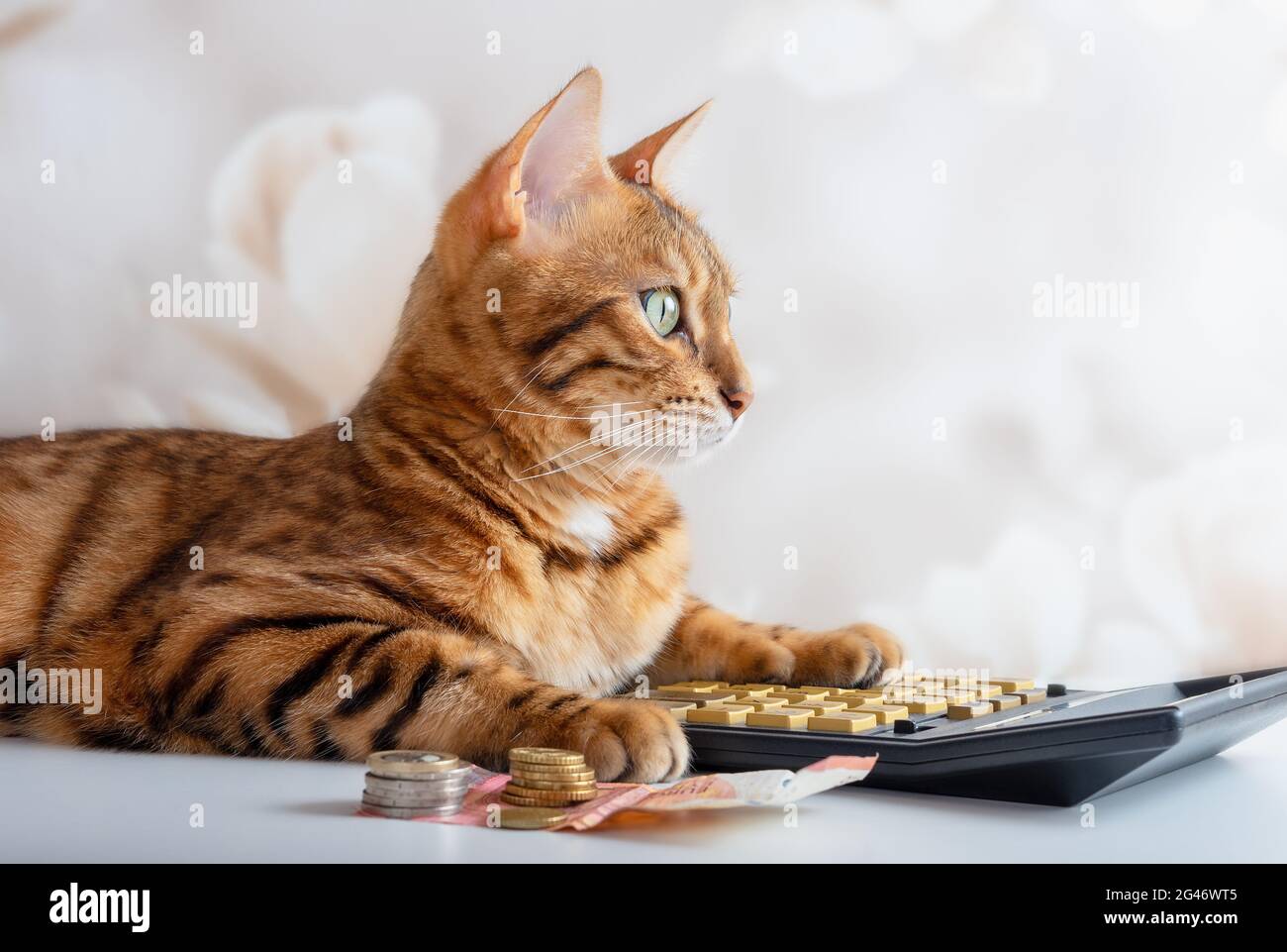 Bengal gato cuenta con una calculadora, administrar el presupuesto  familiar, pagar las cuentas. Concepto de ahorro Fotografía de stock - Alamy