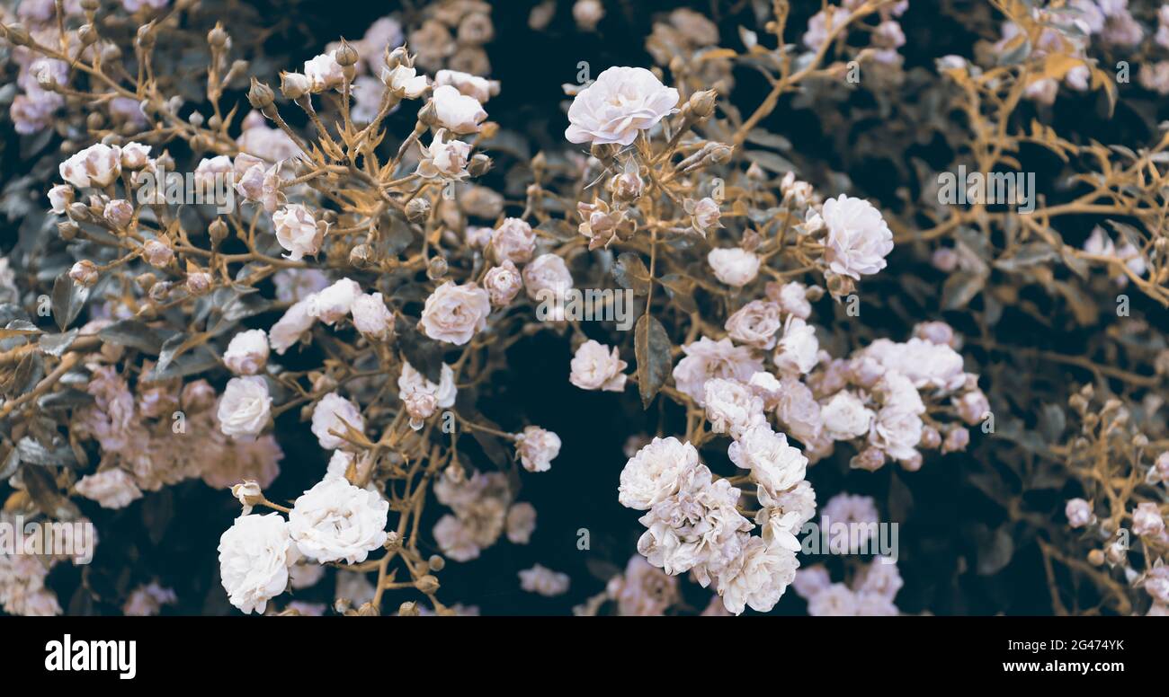 Delicado fondo de flores de color rosa. Bush con flores. Fondo de pantalla de flores románticas Foto de stock