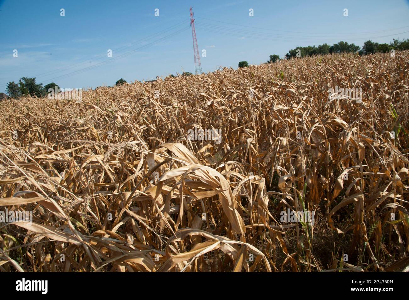 Trockenheit, Dürre. Maisfeld im Hamburger Osten leidet unter anhaltender Trockenheit. Foto de stock