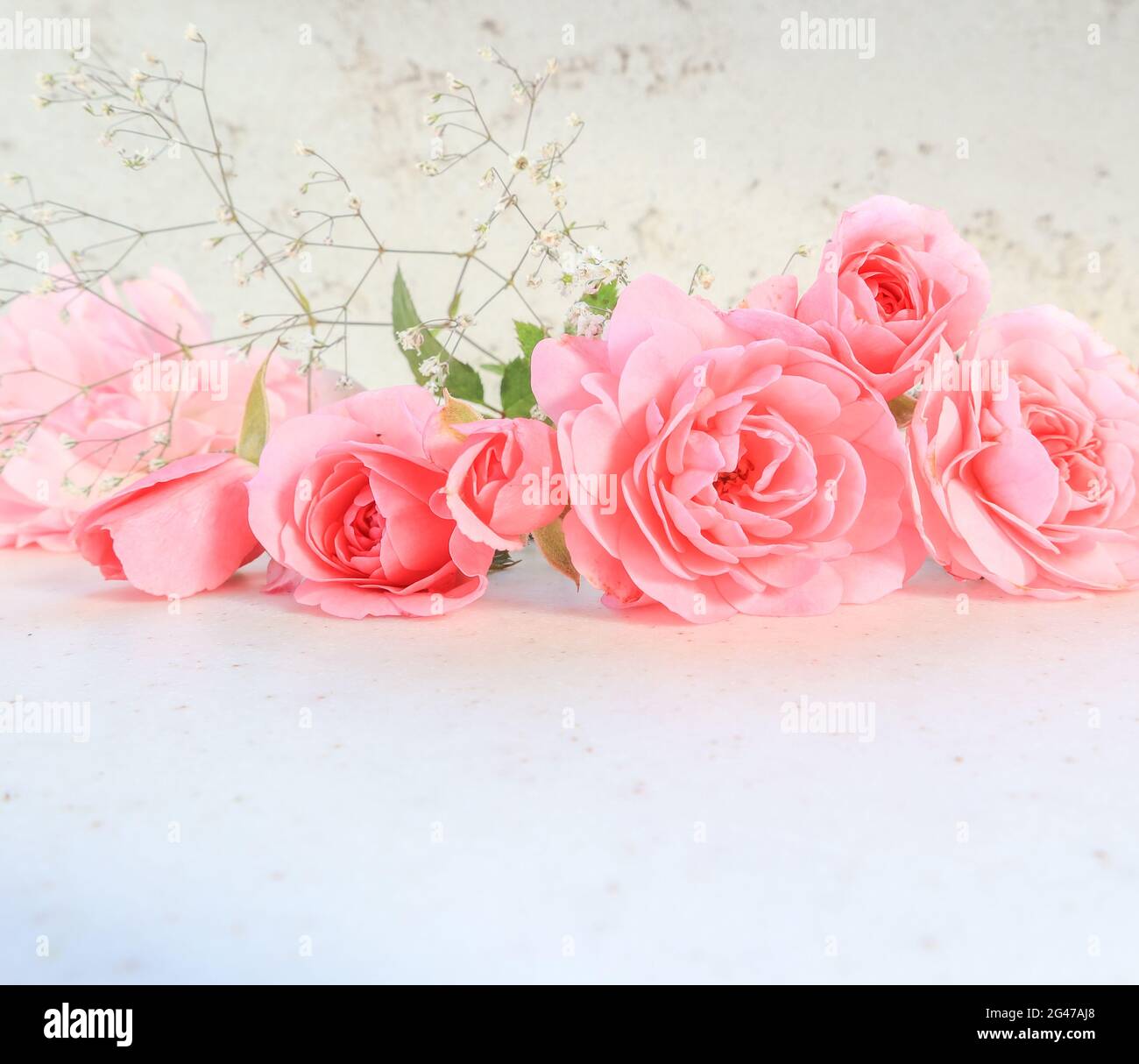 Rosas rosadas sobre fondo blanco. Perfecto para tarjetas de felicitación de fondo e invitaciones de la boda, cumpleaños, día de San Valentín Fotografía de stock - Alamy Rosas rosadas sobre fondo blanco. Perfecto para tarjetas de felicitación de fondo e invitaciones de la boda, cumpleaños, día de San Valentín Fotografía de stock - Alamy